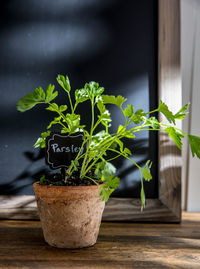 Close-up of potted herb on table