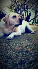 Dog resting on grass