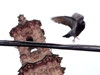 Low angle view of bird perching on rock against sky