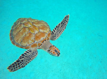 High angle view of turtle swimming in sea