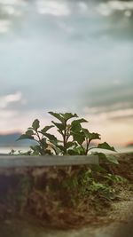 Close-up of plant against sky