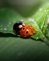 Close-up of ladybug on leaf