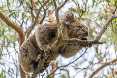 Low angle view of sitting on tree