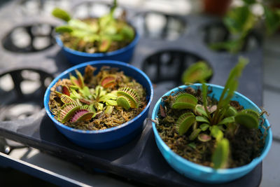 Close-up of potted plants