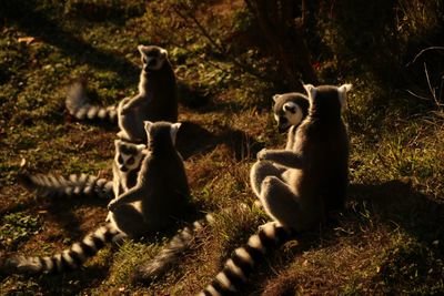 Two cats sitting on field