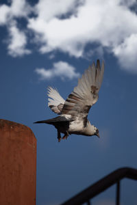 Low angle view of seagull flying