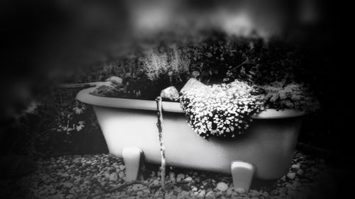 Close-up of potted plant in garden