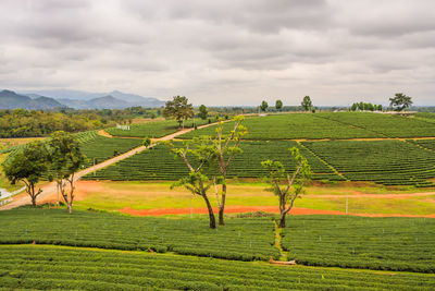 Choui fong tea plantation against cloudy sky