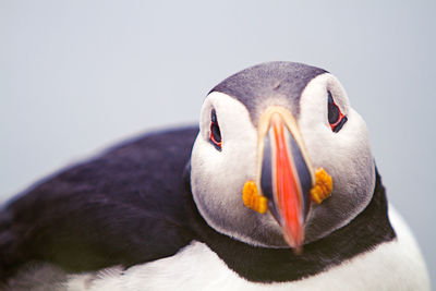 Close-up portrait of cute puffin looking at camera
