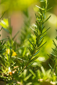 Close-up of fresh green plant