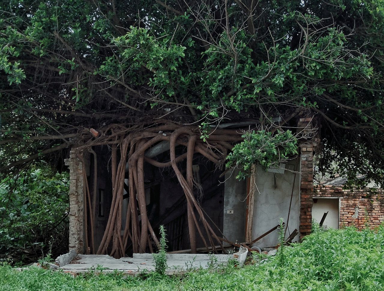 Trees on abandoned house