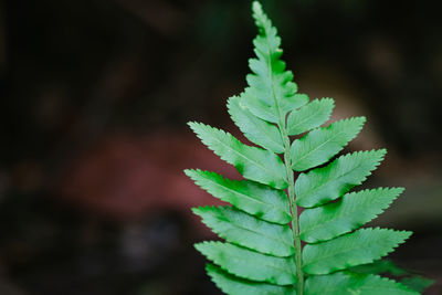 Close-up of fresh green plant