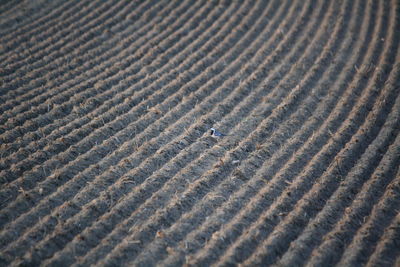 Bird on field