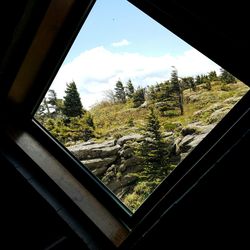 Trees seen through window