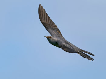 Low angle view of bird flying