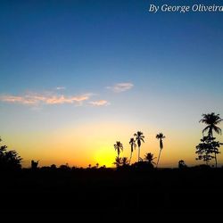 Silhouette of trees at sunset