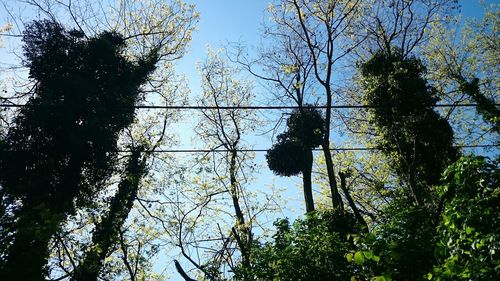 Low angle view of trees against blue sky