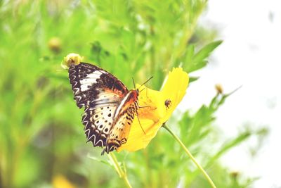 Close-up of butterfly pollinating on flower