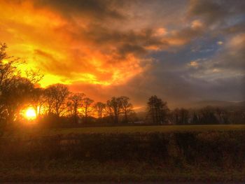 Trees on field against sky at sunset