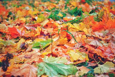 Full frame shot of autumn leaves