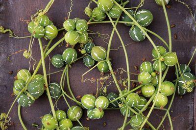 High angle view of berries growing on plant