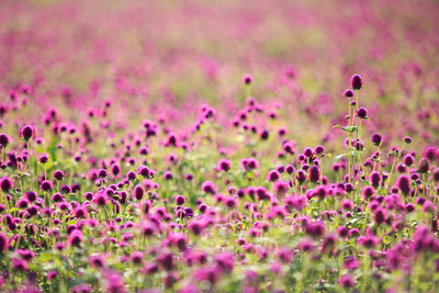 Close-up of pink flowers growing in field