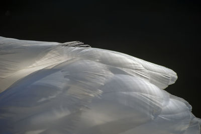 Close-up of white swan