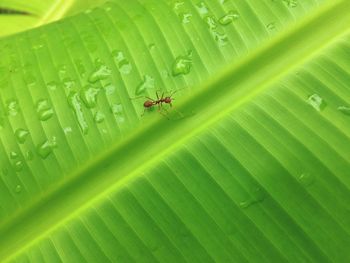 Close-up of red ant on wet leaf