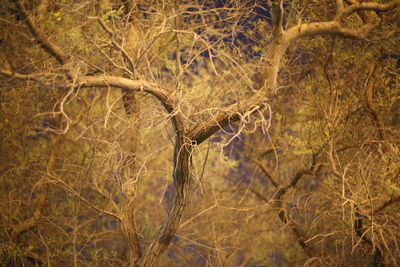 Close-up of dead tree on field