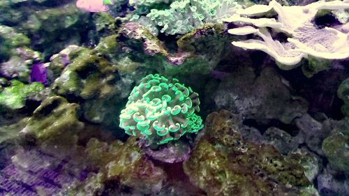 Close-up of coral in sea