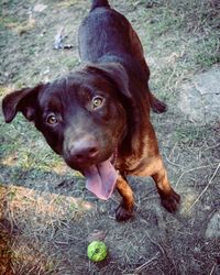 Close-up portrait of dog