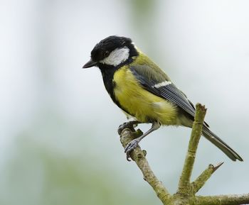 Bird perching on railing