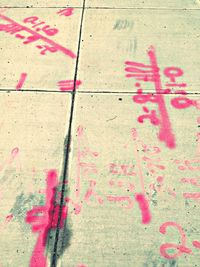 Close-up of pink flowers