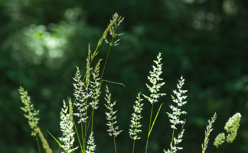 Close-up of stalks against blurred background