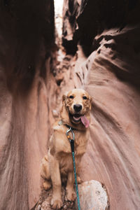 Portrait of dog on rock