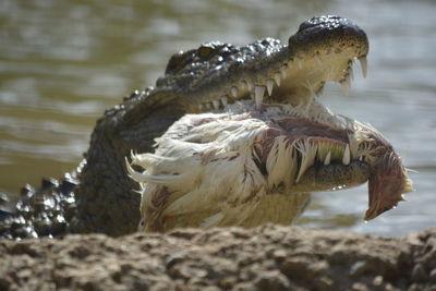 Close-up of crocodile in water