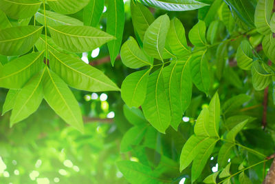 Close-up of green leaves