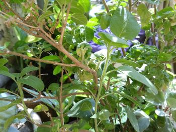 Close-up of flowers blooming on tree