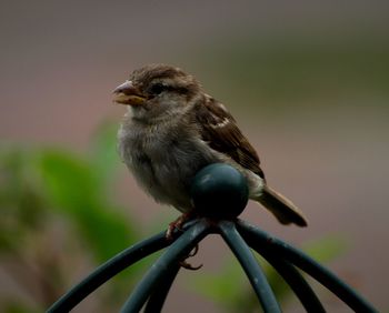 Close-up of bird perching on twig