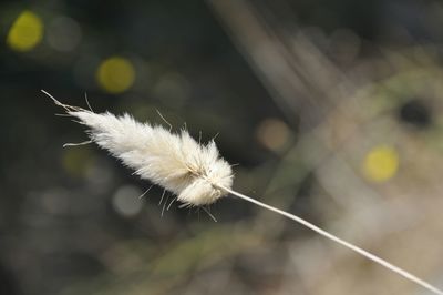 Close up of flower