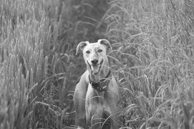 Portrait of dog on field