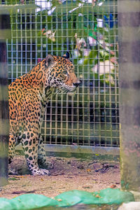 Tiger in cage at zoo