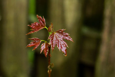 Close-up of maple leaves on tree