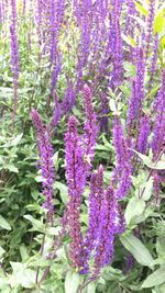 Close-up of purple flowers