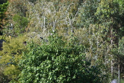 Close-up of lizard on tree in forest