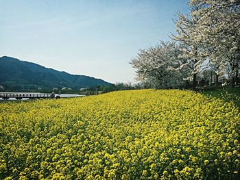 Yellow flowers growing in field