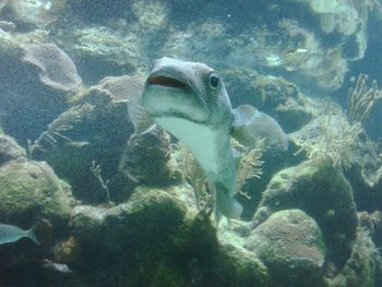 Fish swimming in sea