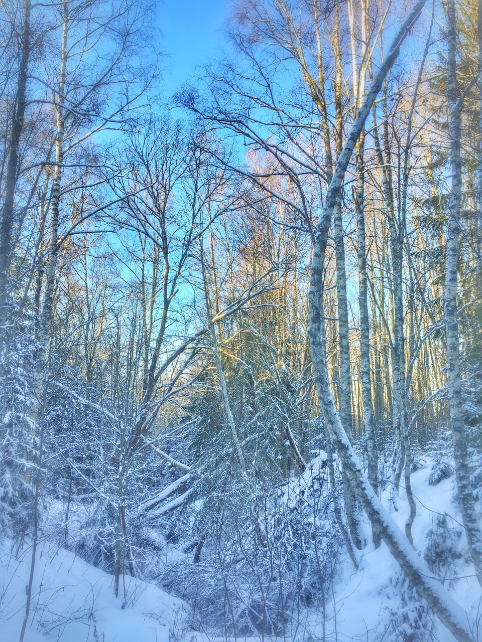 winter, cold temperature, snow, tree, season, bare tree, weather, frozen, covering, tranquility, nature, field, branch, beauty in nature, growth, tranquil scene, covered, tree trunk, outdoors, day