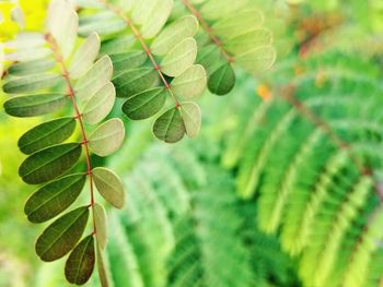 Close-up of fresh green leaves