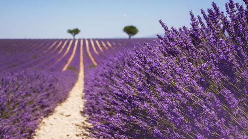 Purple flowering plants on field